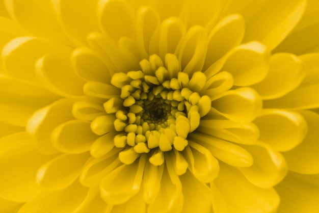 Close-up of yellow flower