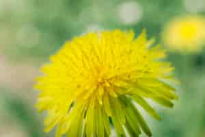 Free photo close-up of yellow flower