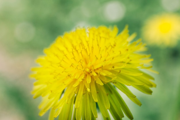 Close-up of yellow flower