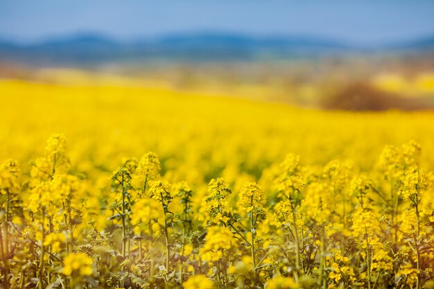 Close up of yellow flowering oilseed rape