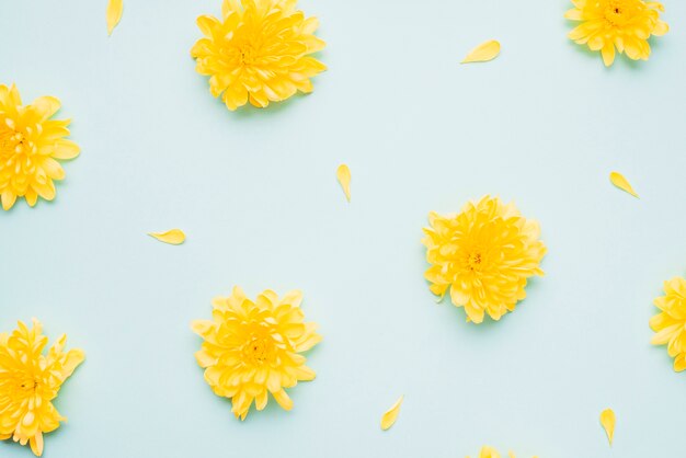 Close-up yellow flowers