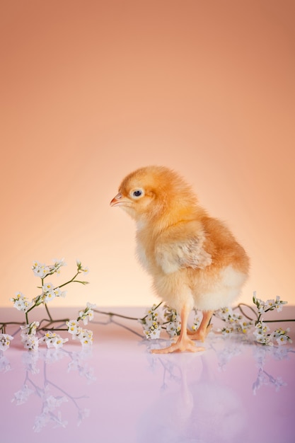 Free photo close up of young chicken in springtime