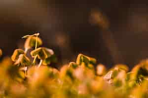 Free photo close-up of young green plants