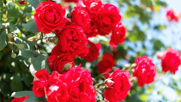 Free Photo close view of a bush of red roses