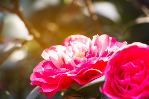 Close view of pink flowers