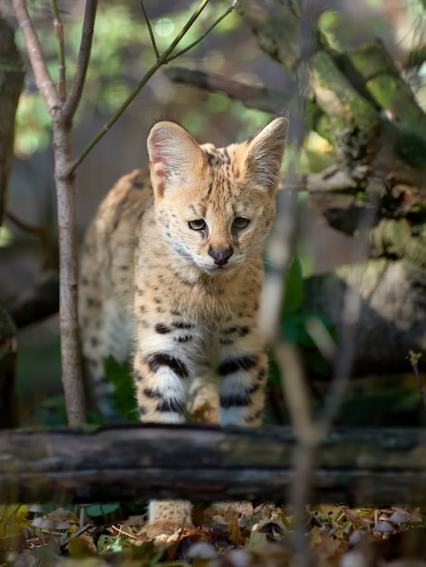 Free Photo close young serval cat