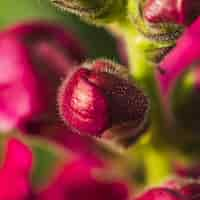 Free photo closed buds of vinous blooms