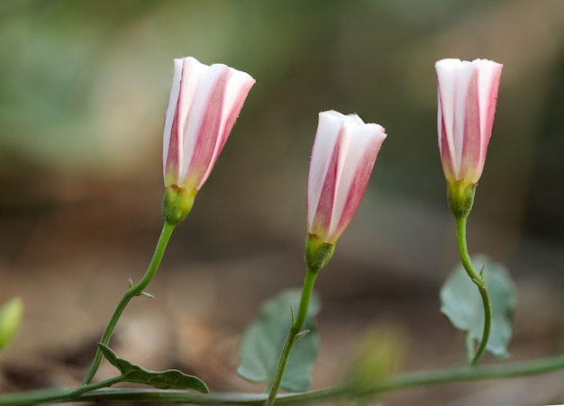 Free Photo closed up bindweed convolvulus arvensis flowers