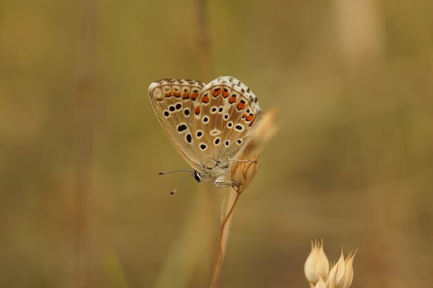 Closeup of an Adonis blue (Lysandra bellargus) butterfly with closed wings