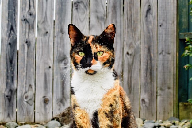 Closeup of an adorable calico cat outdoors during daylight