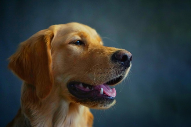 Closeup of an adorable golden retriever portrait