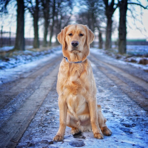 Free photo closeup of an adorable golden retriever in a snowy road during daylight