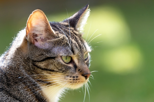 Free photo closeup of an adorable striped cat outdoors under the sunlight