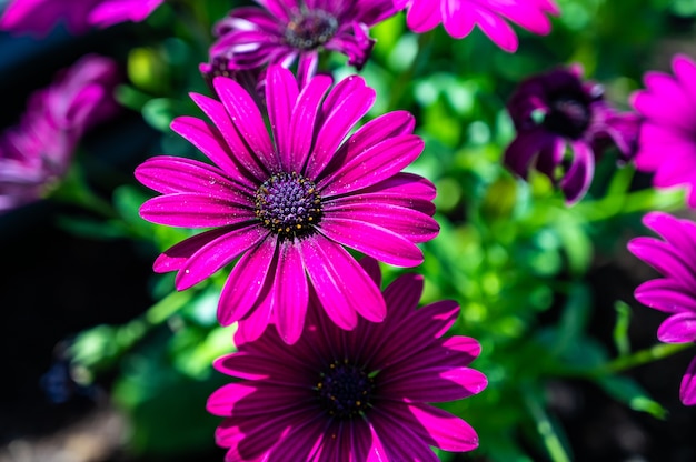 Closeup of African daisies surrounded by greenery in a field under the sunlight at daytime