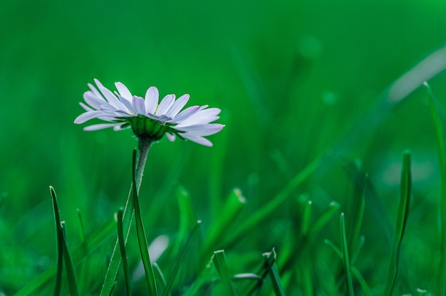 Closeup  of an African daisy flower