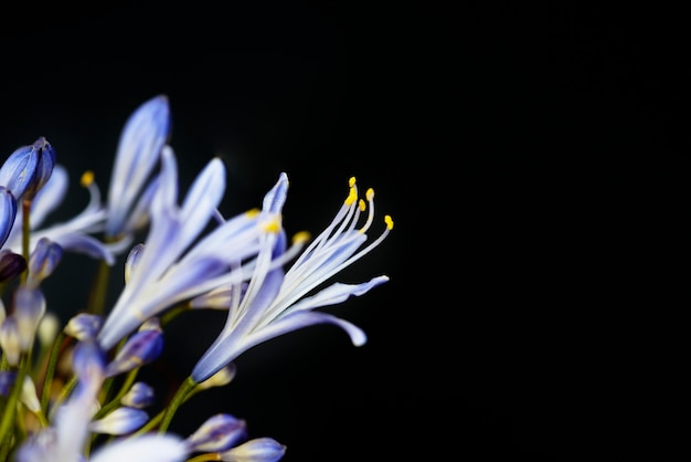 Free Photo closeup of agapanthus flower