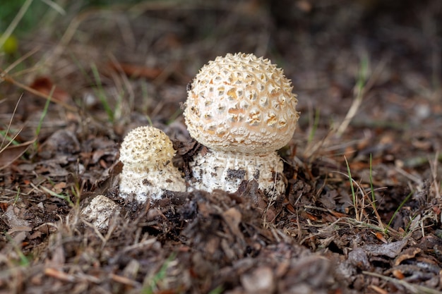 Closeup of Agaricus mushrooms surrounded by branches and grass with a blurry