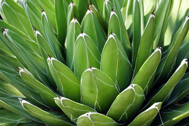 Closeup of an agave plant