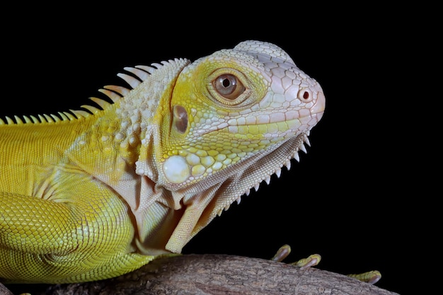 Free Photo closeup of albino iguana on wood