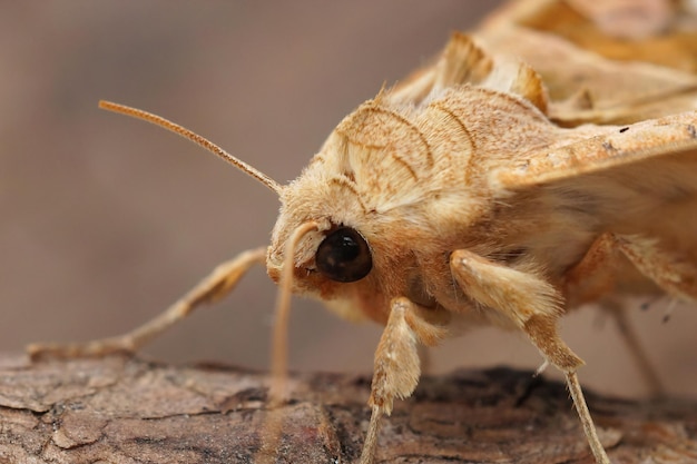 Free photo closeup of the angle shades moth, phlogophora meticulosa