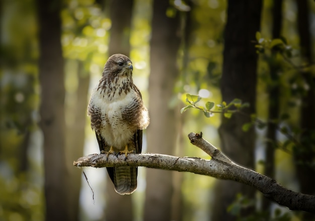 Closeup of an angry hawk standing on a tree branch in the forest