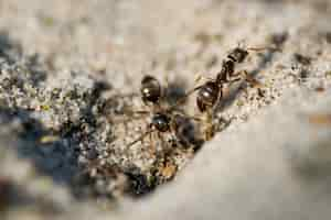 Free photo closeup of ants walking on the ground