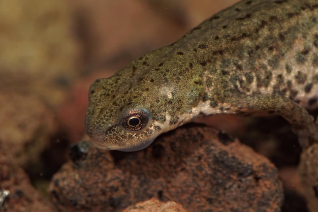 Free photo closeup of an aquatic female italian newt, lissotriton italicus