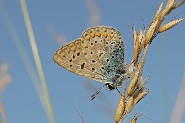 Closeup of an Argus blue (Polyommates icarus) with closed wings on the grass