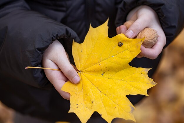 Closeup of an autumn leaf with a ladybug in childrens hands