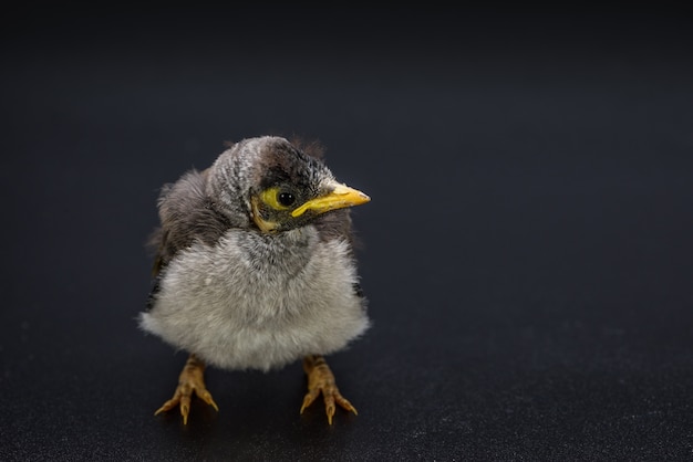 Free photo closeup of a baby noisy miner on black background. an australian native bird.