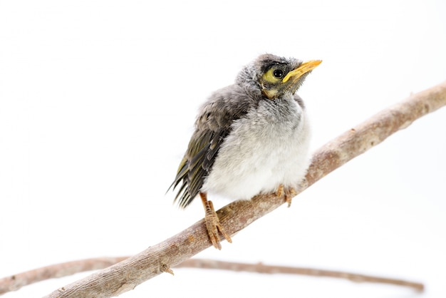 Closeup of a baby noisy miner on white background. An Australian native bird.