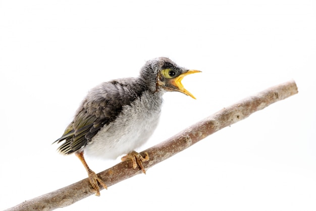 Closeup of a baby noisy miner on white background. An Australian native bird.