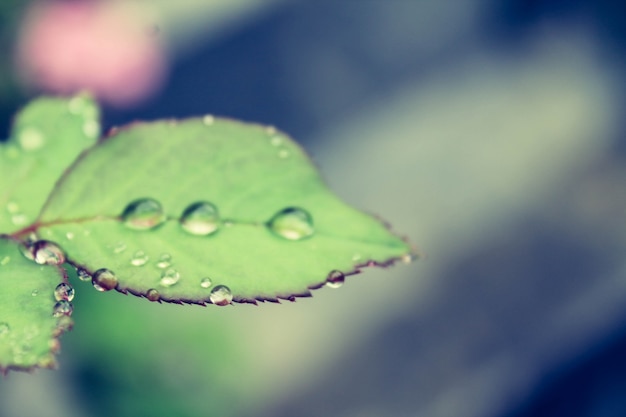 Free photo closeup background macro rain wet