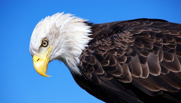 Closeup of a bald eagle on the blue sky space