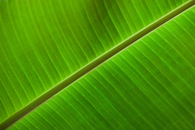 Free photo closeup of a banana leaf perfect for background