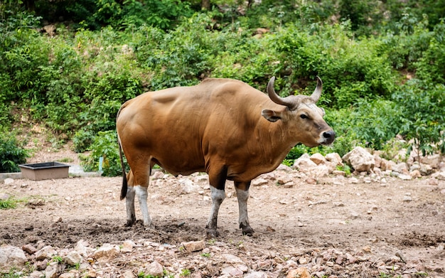 Closeup of banteng at the zoo