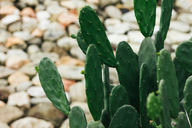 Closeup of barbary fig cactus