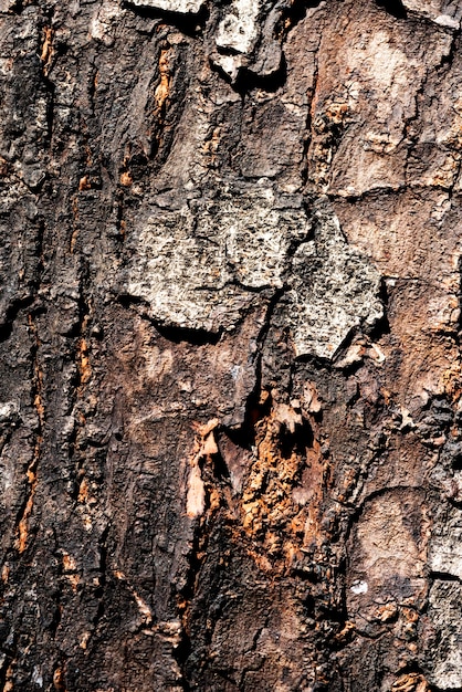 Closeup of bark texture