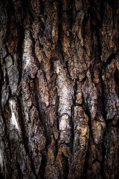 Closeup of bark texture