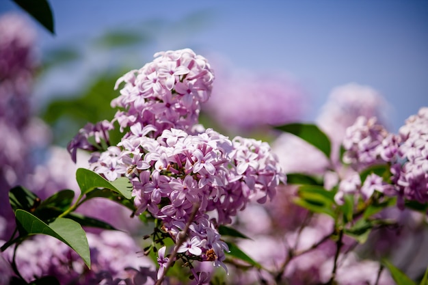 Free Photo closeup of a beautiful branch of a lilac tree growing in a forest