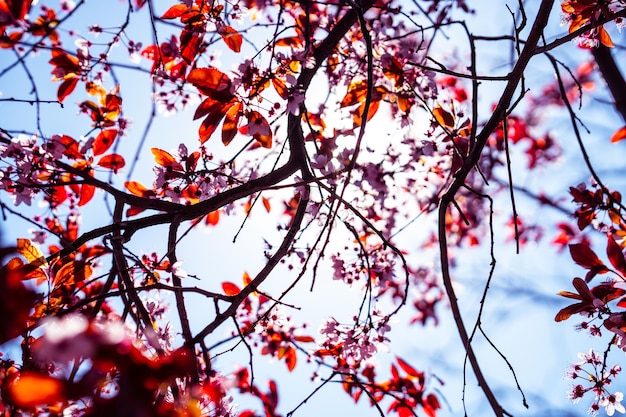 Free Photo closeup of a beautiful cherry blossom with the bright sun on the blurry background