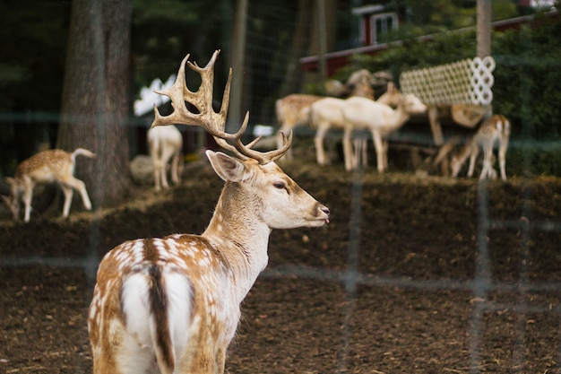 Closeup of a beautiful deer in an animal park with sheep and other animals