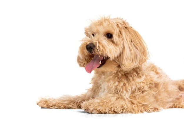 Free photo closeup beautiful dog maltipoo golden color posing isolated over white background concept of beauty breed pets animal life