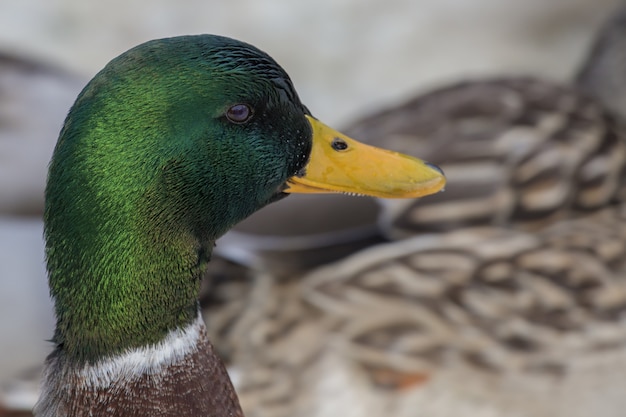 Free photo closeup of a beautiful duck