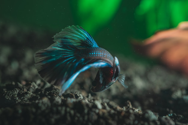 Closeup of a beautiful exotic colorful little fish