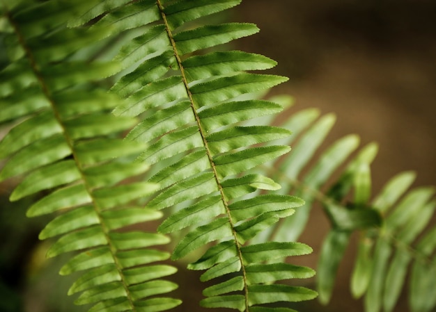 Free photo closeup beautiful exotic plant with blurred background