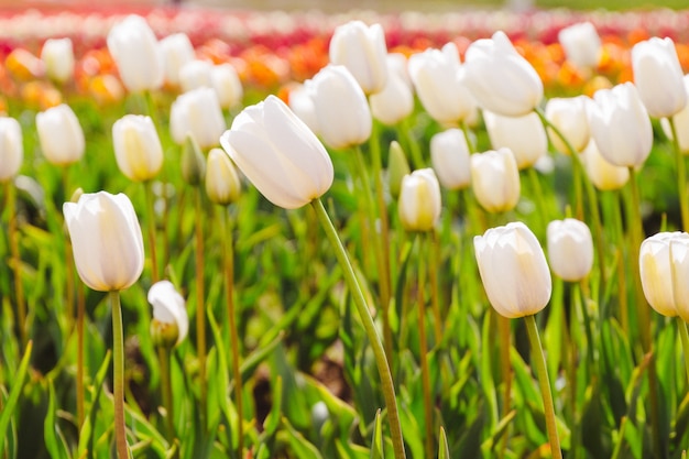 Closeup of a beautiful field of a field of bright colorful tulips