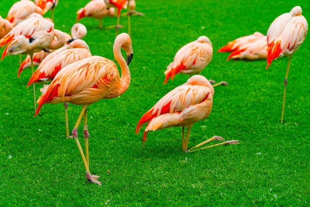 Free Photo closeup of beautiful flamingo group on the grass in the park