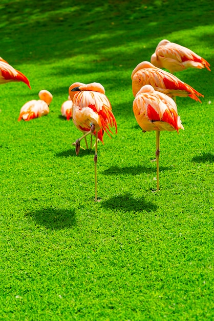 Closeup of beautiful flamingo group on the grass in the park