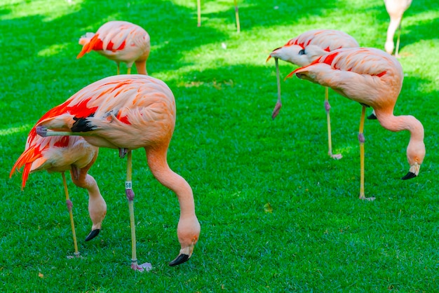 Free Photo closeup of beautiful flamingo group searching for food in the grass